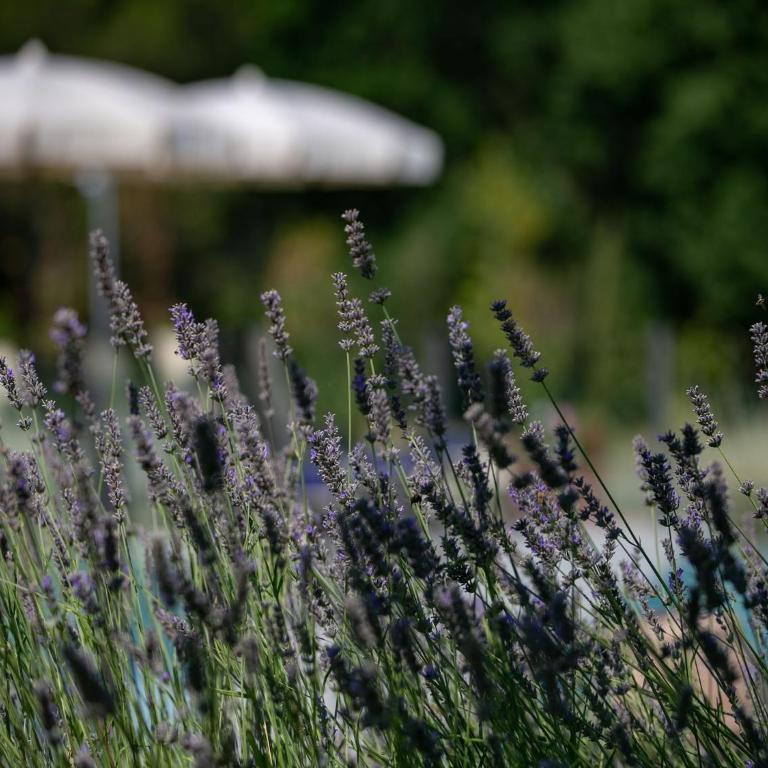 Chic Tuscan Stay with Steam - Casa Vacanza con 5 Camere da Letto - 34