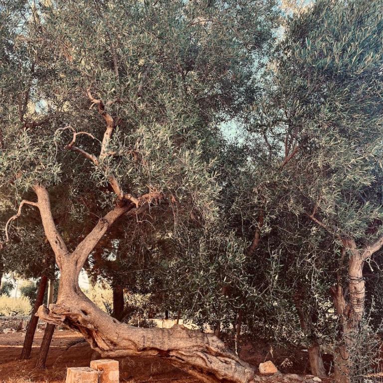 barnabeto country - Appartamento con 1 Camera da Letto - 16