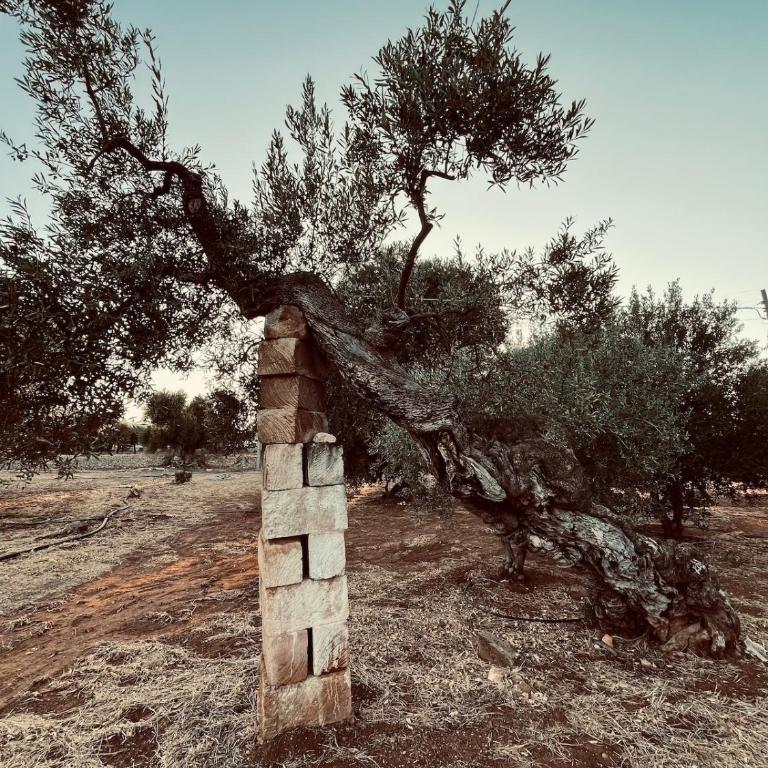 barnabeto country - Appartamento con 1 Camera da Letto - 18