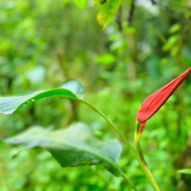 Forest 15 minutes from Manta! Beach nearby - Apartment - 25