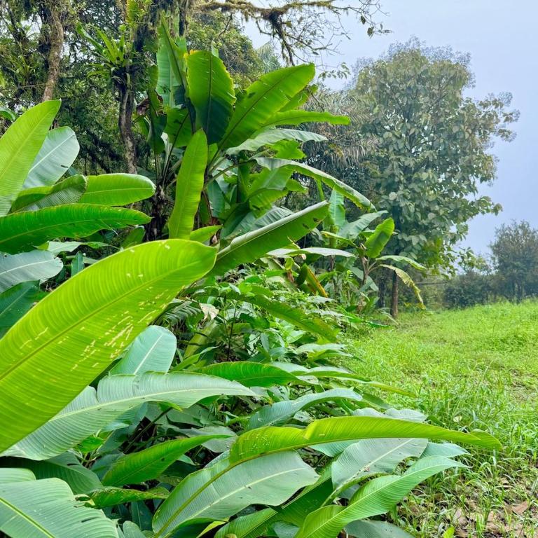 Forest 15 min from Manta Beach - Apartment - 36