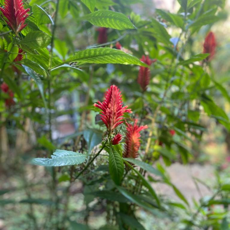 Casa Ashraya - Habitación Doble - 3