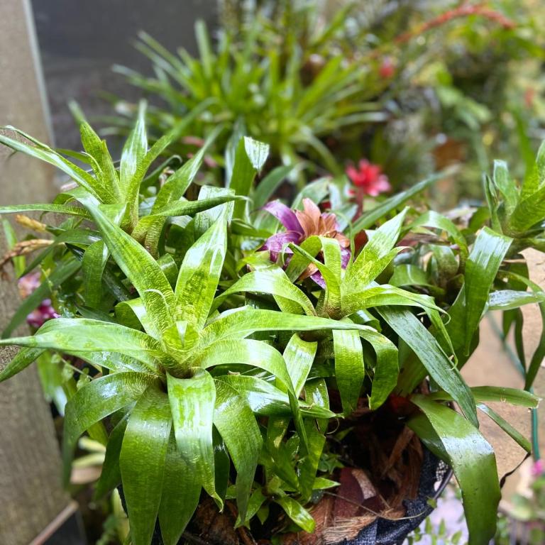 Casa Ashraya - Habitación Doble - 4