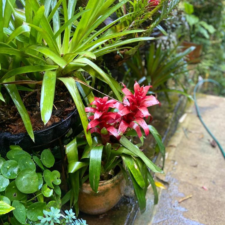 Casa Ashraya - Habitación Doble - 5