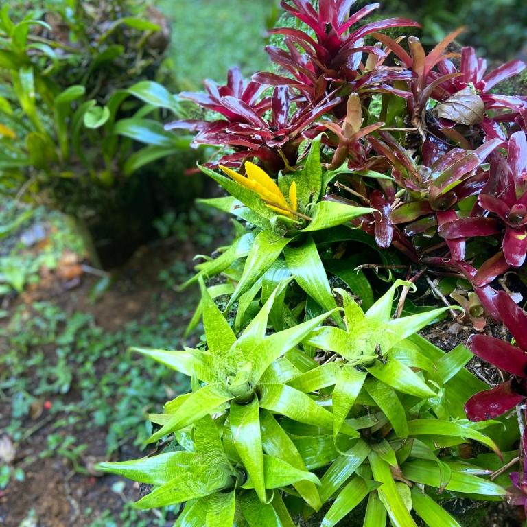 Casa Ashraya - Habitación Doble - 6