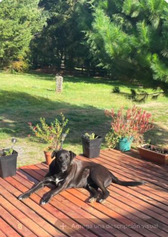 Country Pucon, descanso total en la Naturaleza - Four-Bedroom House - 15