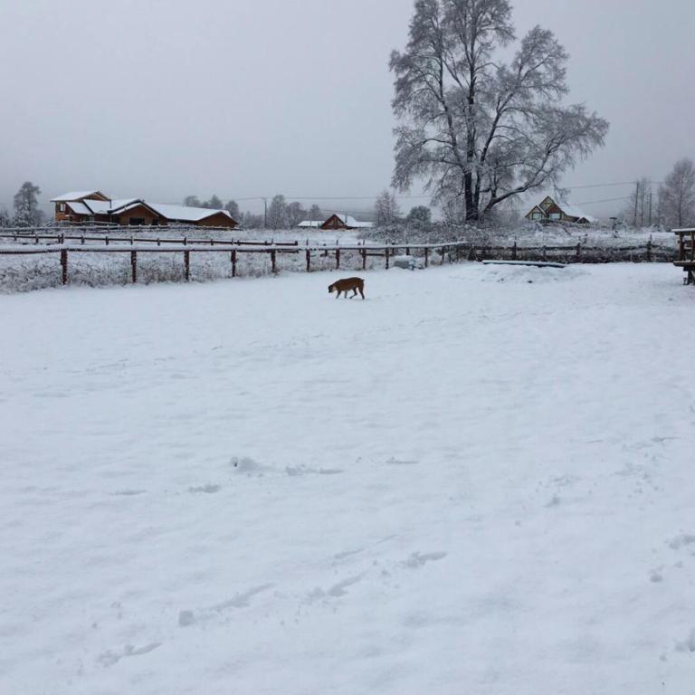 Country Pucon, descanso total en la Naturaleza - Four-Bedroom House - 18