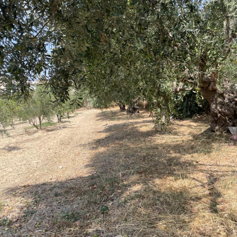 Villa Il Gelso Bianco - Casa Vacanze - 18