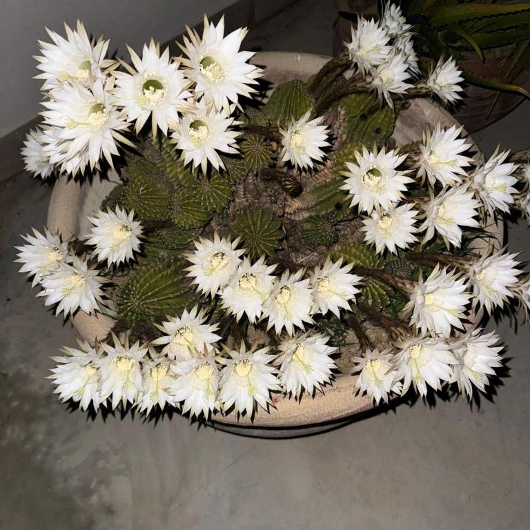 Villa Il Gelso Bianco - Casa Vacanze - 20