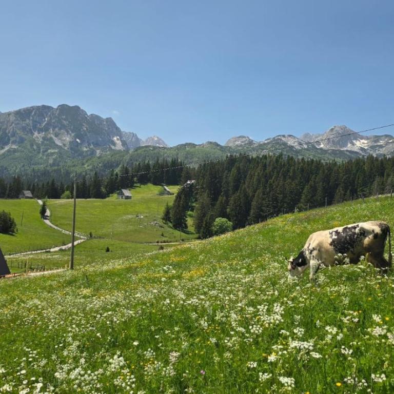 Vila Jezero 1 - One-Bedroom Apartment - 52