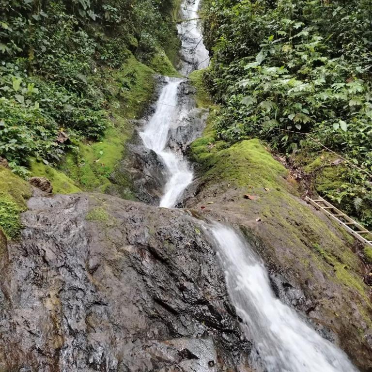 Mindo Golden Bird II - Apartamento - 13