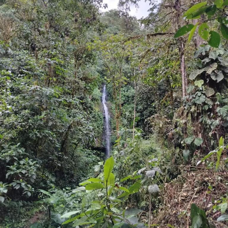 Mindo Golden Bird II - Apartamento - 16