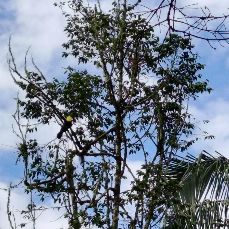 Mindo Golden Bird II - Apartamento - 15