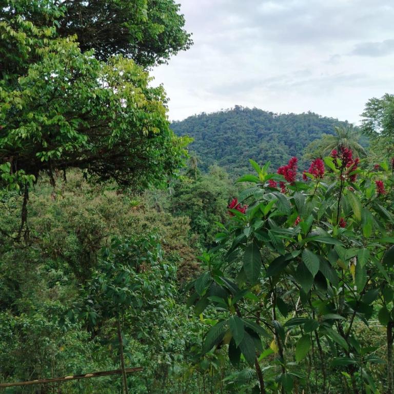 Mindo Golden Bird II - Apartamento - 17