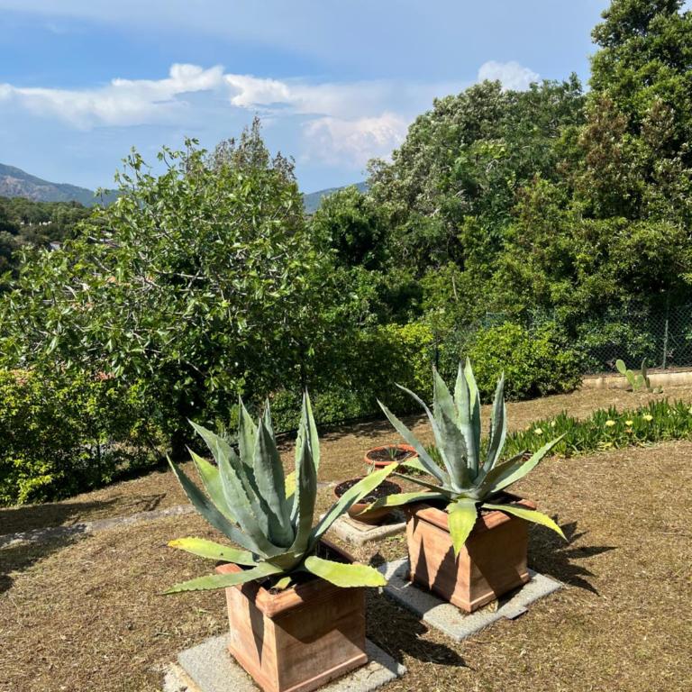 Residenza Le Agavi in Capoliveri - Appartamento con 2 Camere da Letto - 19