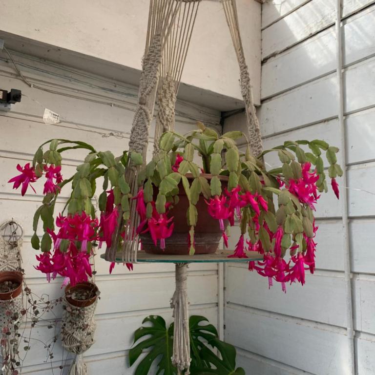 Hospedaje en borde río - Quadruple Room - 3