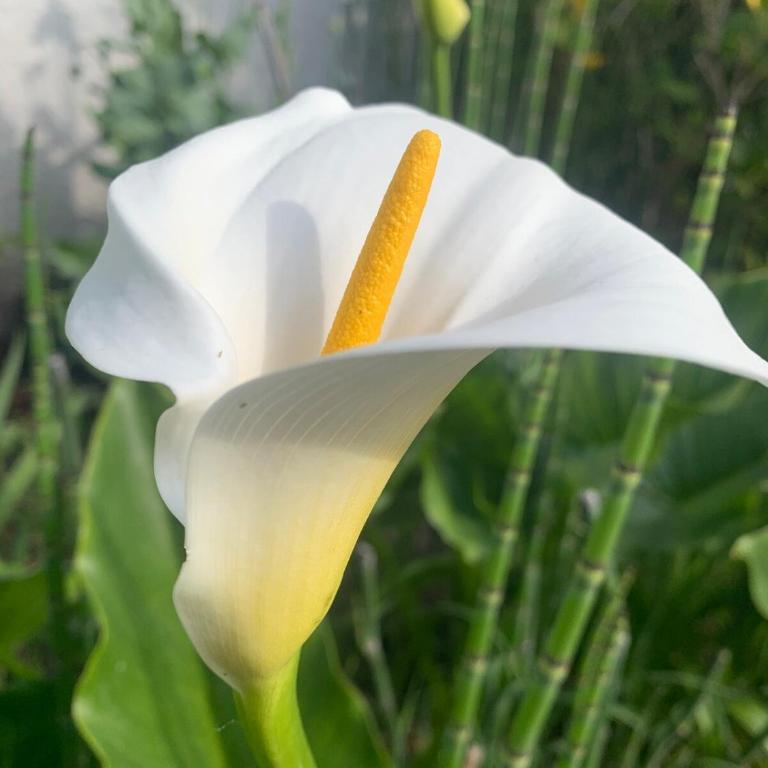 Casa en La Caleta - Casa - 6