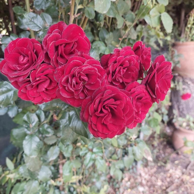 The Garden House - Apartamento de 1 dormitorio - 19