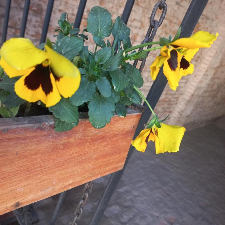 Úrsula, MACONDO - Apartamento de 1 dormitorio - 3