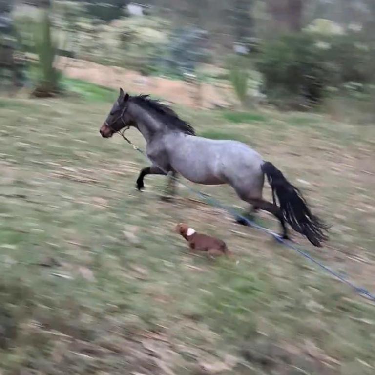 Glamping colina campestre ecológica - One-Bedroom House - 2