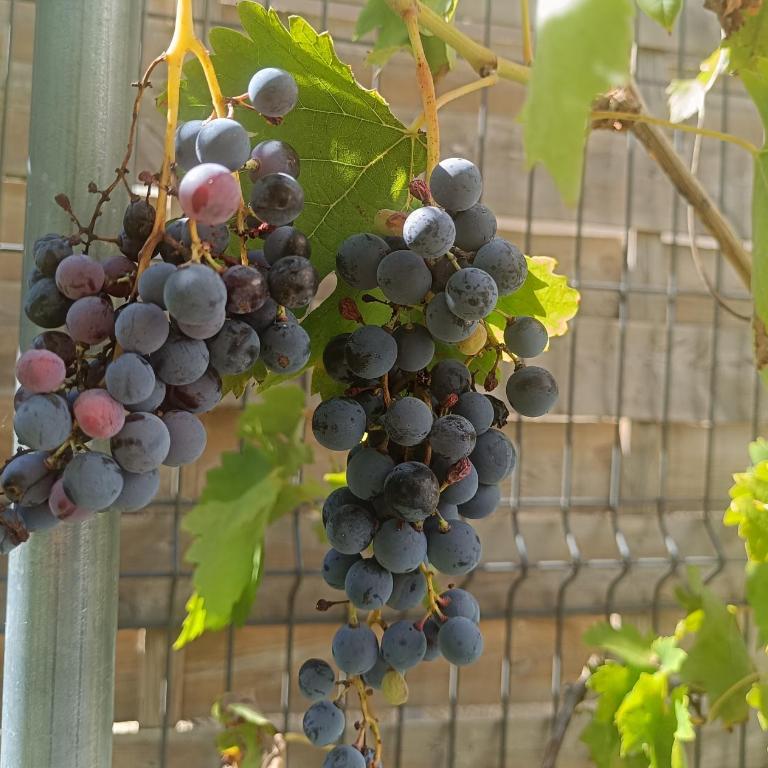 Villa Bulle de raisin - Villa de 2 dormitorios - 19