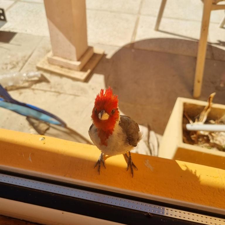 Casa quincho en plottier - One-Bedroom Apartment - 12