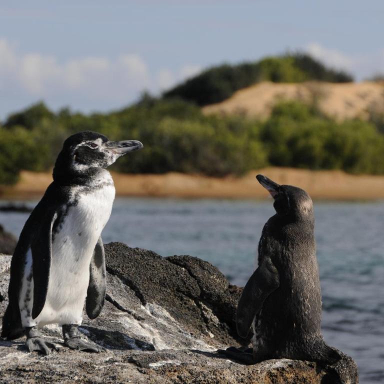 All INCLUSIVE GALAPAGOS & BEYOND 2 - Apartment with Balcony - 40