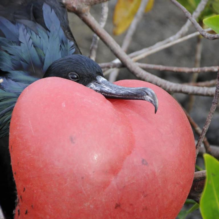 All INCLUSIVE GALAPAGOS & BEYOND 2 - Apartment with Balcony - 43