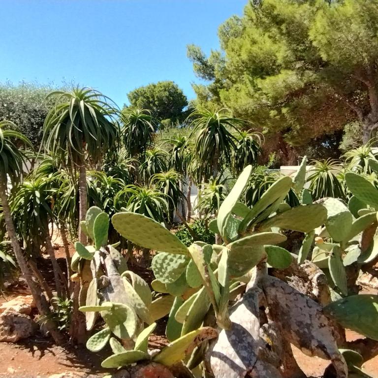 Villa Debora Favignana (TP) - Two-Bedroom House - 20