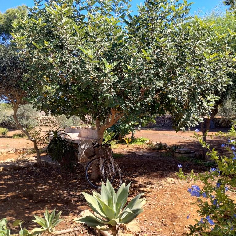 Villa Debora Favignana (TP) - Two-Bedroom House - 26
