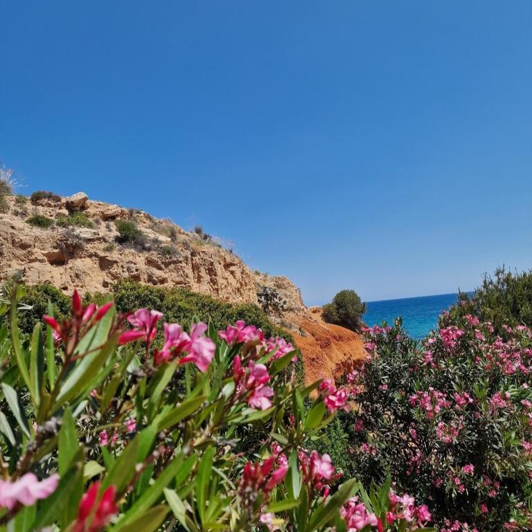 Chill and sun , Dehesa de Campoamor - Apartamento de 2 dormitorios - 16
