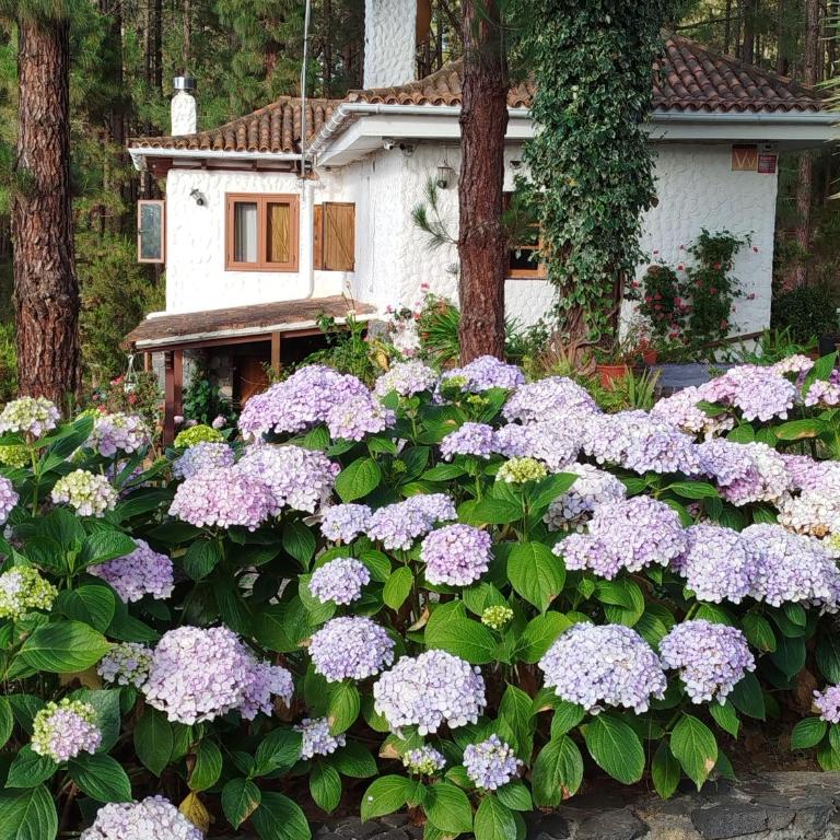 Floral garden house - Casa de 2 dormitorios - 1