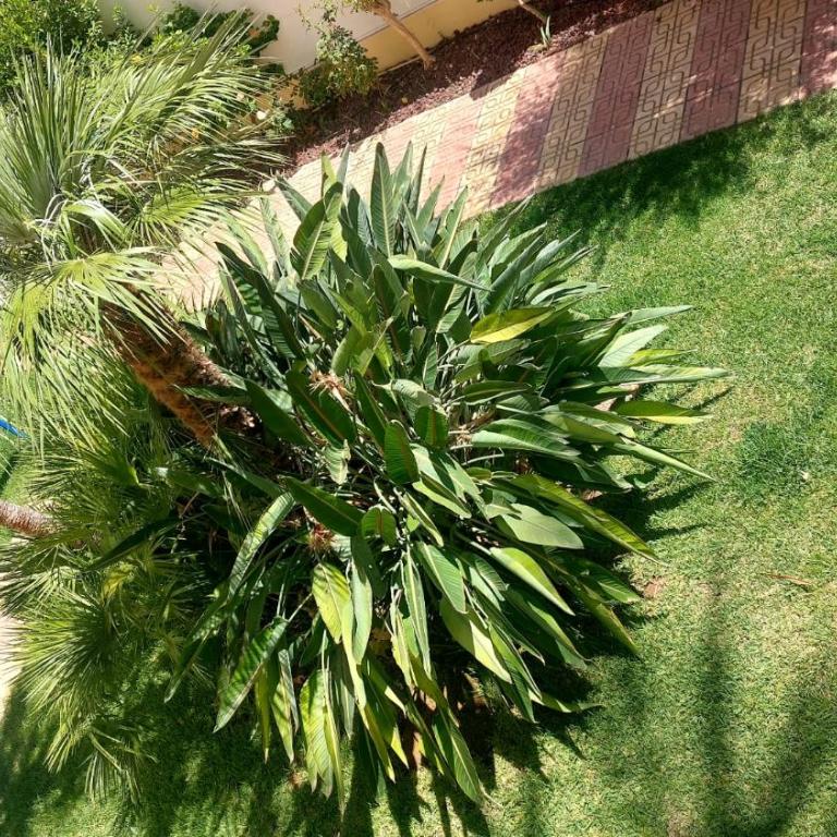 Apartamento familiar primera línea de playa - Apartment with Garden View - 1