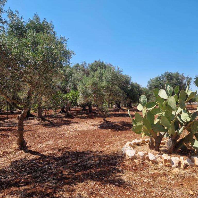 Trullo Terra di Alix - Casa con 3 Camere da Letto - 24