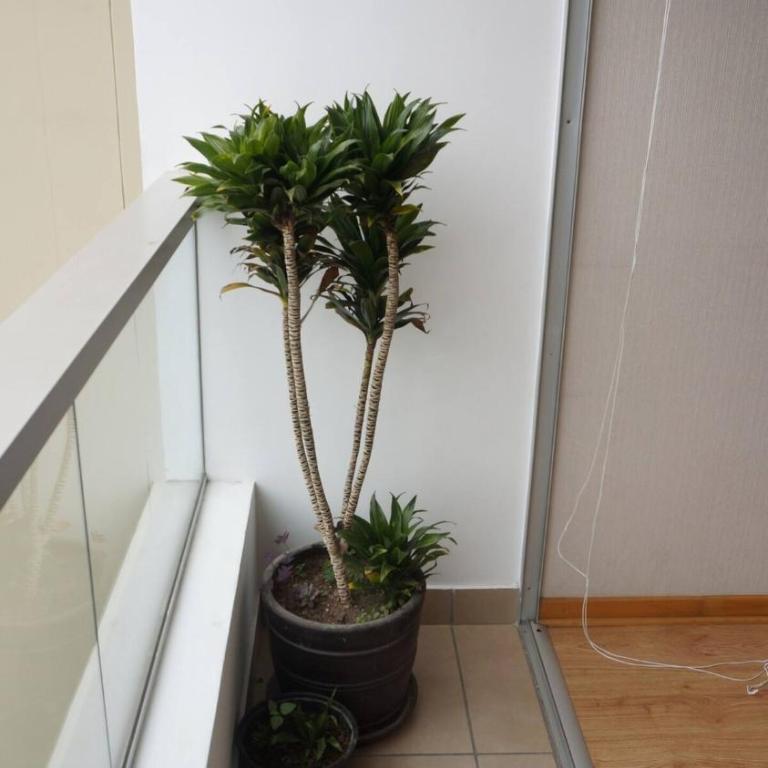 Cozy 2BR, Prime Barranco, 7th Flr - Apartamento de 2 dormitorios - 19