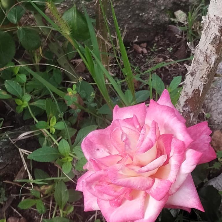 La moradita de siquiman - Casa de 2 dormitorios - 11