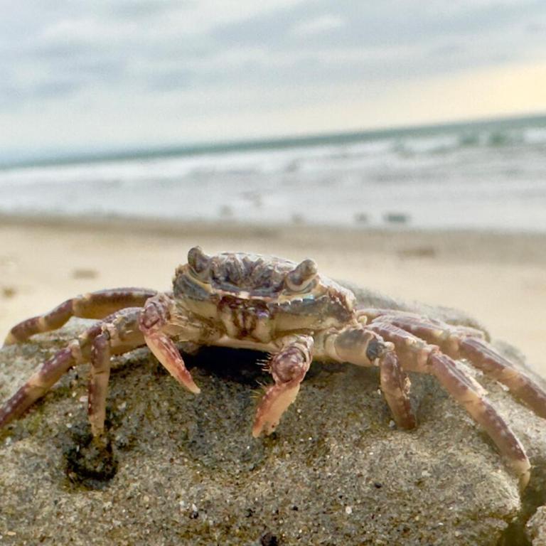 Casa Bambú, casa playera - Casa de 4 dormitorios - 4