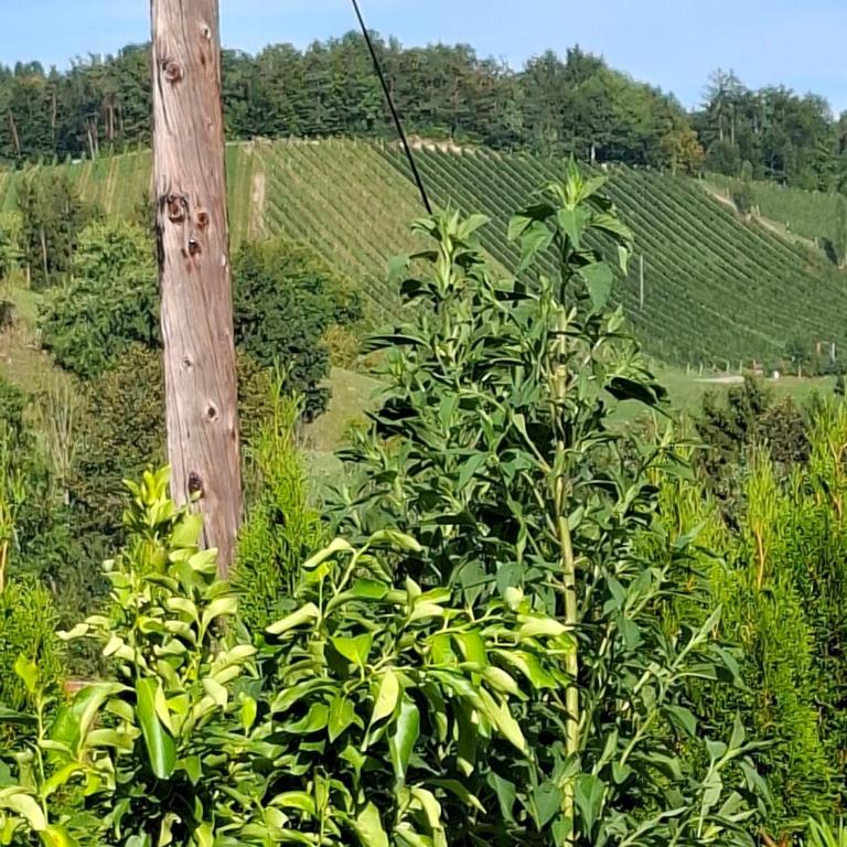 Ferienhaus Kriss - Appartamento con 1 Camera da Letto - 16