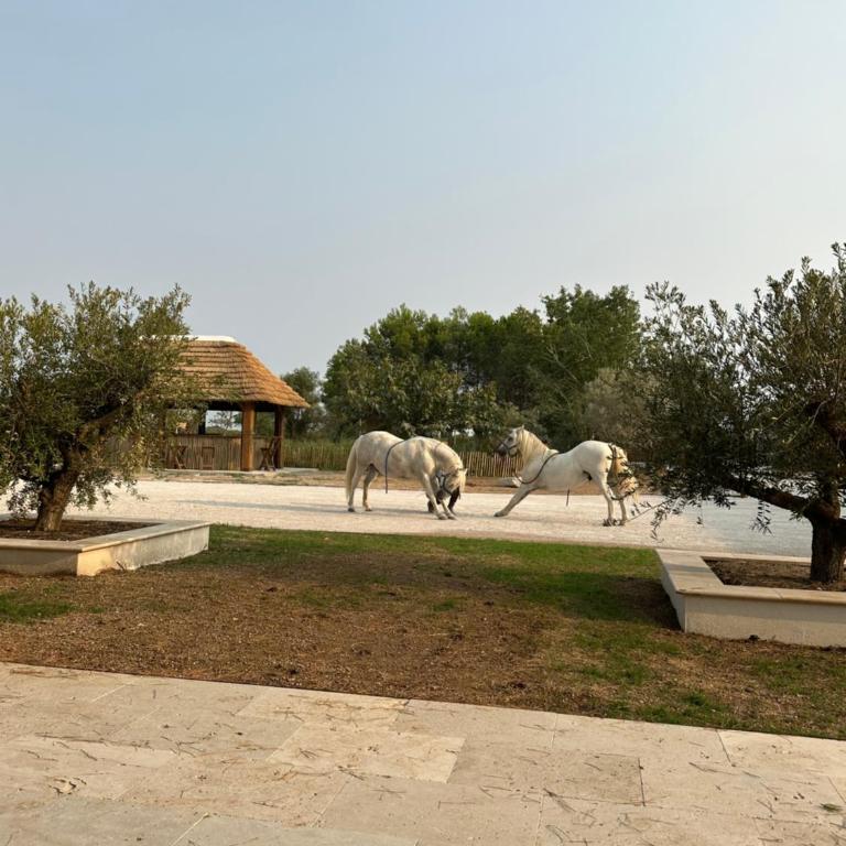 Mas de Dard - Villa - 21