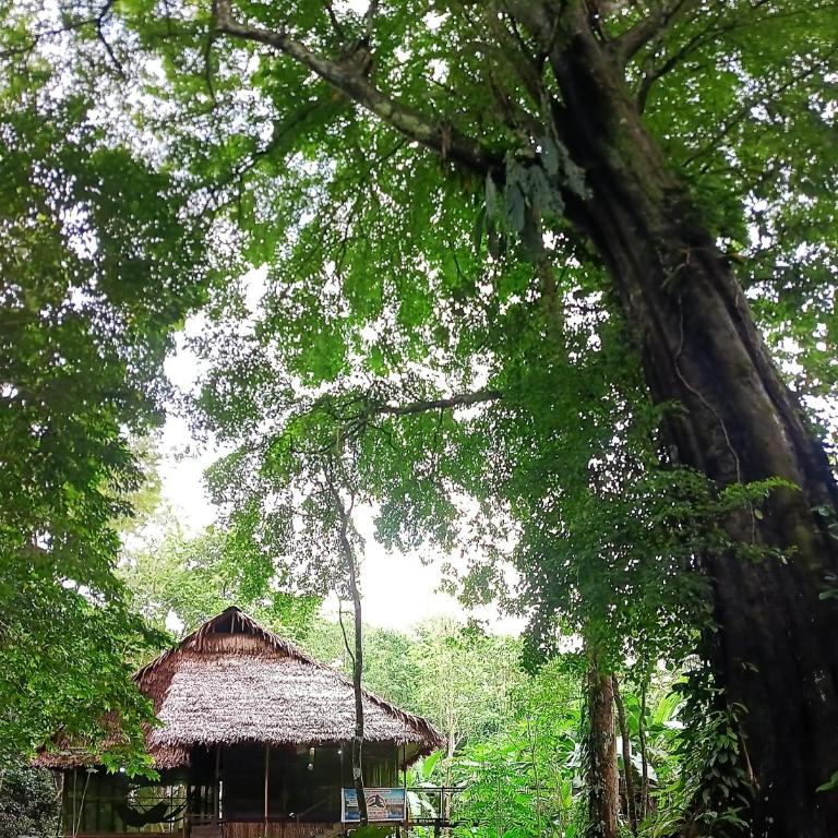Allpayacu Lodge- Accomodation, Food & Jungle Tour Included - Bungalow Familiar - 3