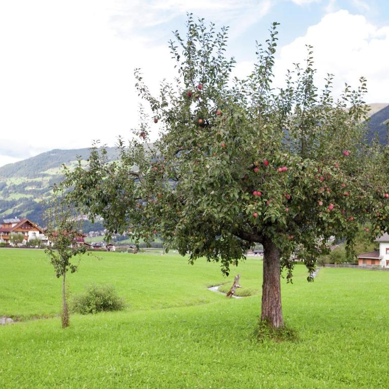 Beautiful apartment in Fugen Zillertal - Apartment mit 6 Schlafzimmern - 22