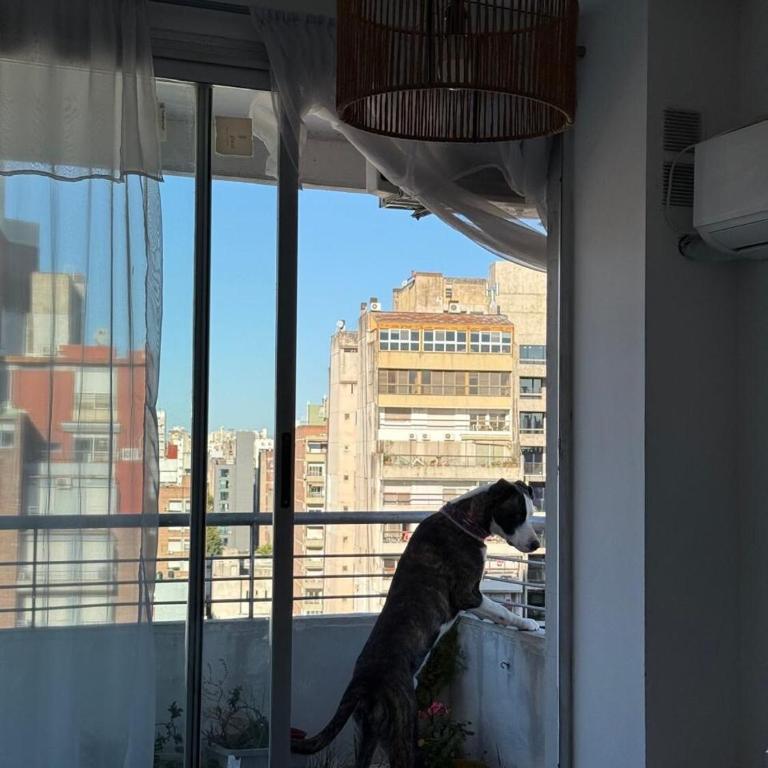 Casa Canela, meters from Bv Oroño - One-Bedroom Apartment - 4