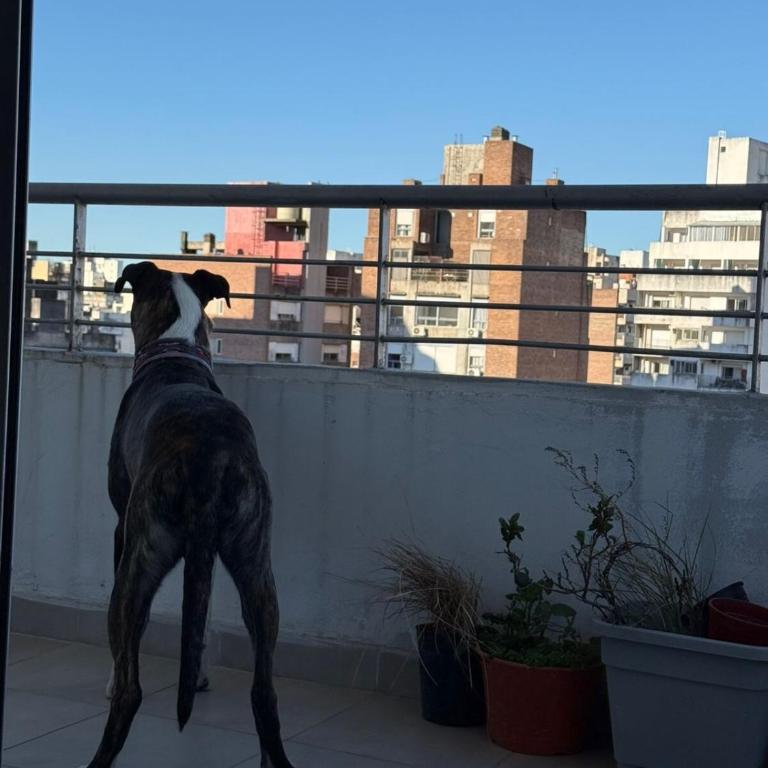 Casa Canela, meters from Bv Oroño - One-Bedroom Apartment - 6
