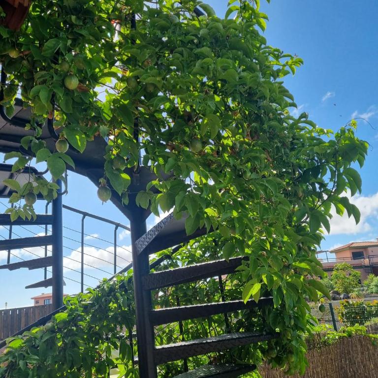 Casa Azul - Casa - 53