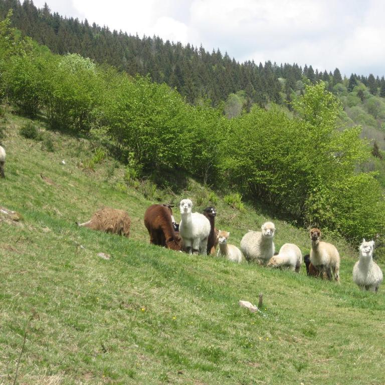 Les Bruyeres wi fi - Chalet - 28