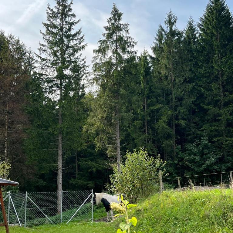 Ferienhaus Wimmer - Ferienhaus - 2