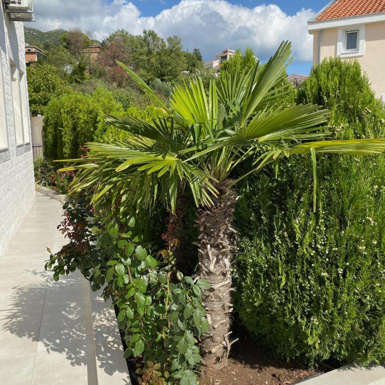Villa Herceg Novi - Sunny Hill - Villa with Sea View - 17