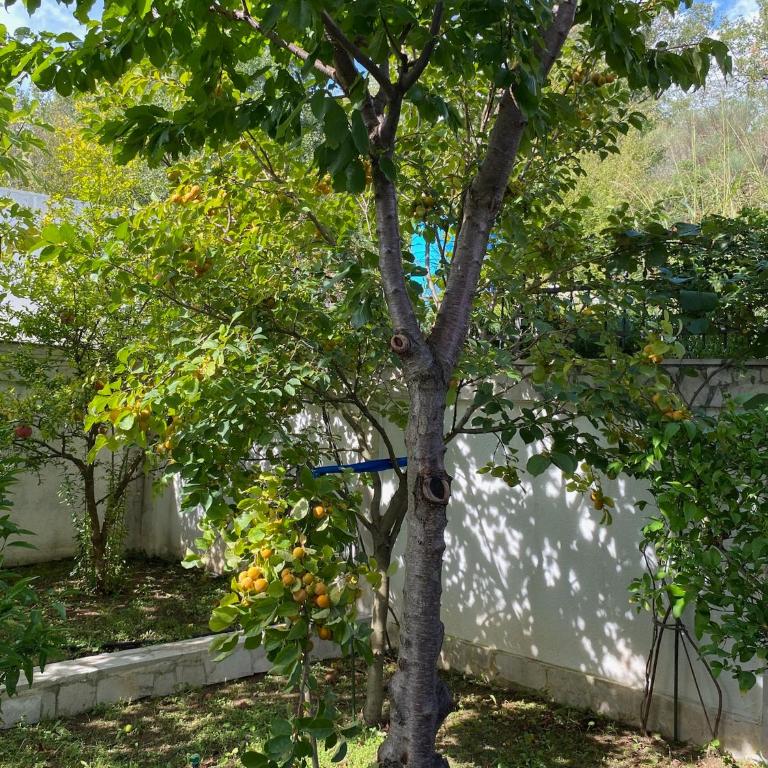 Villa Herceg Novi - Sunny Hill - Villa with Sea View - 25