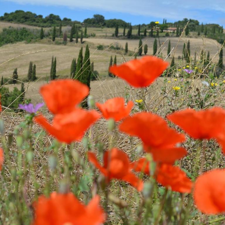 Le Ginestre Arte Vacanze - Appartamento - 24