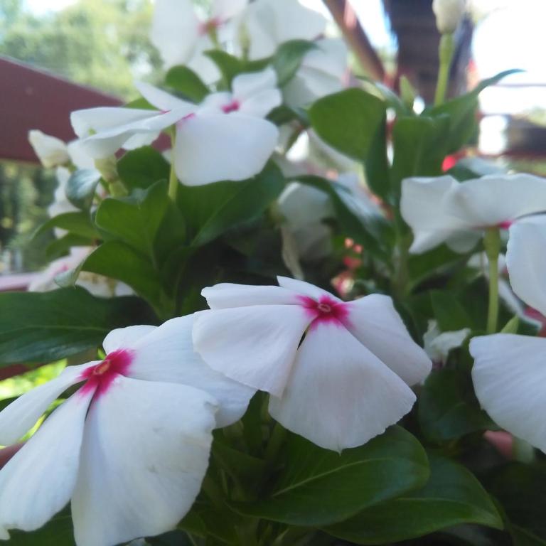 Apartment Iva - Apartman sa 1 Spavaćom Sobom - 24